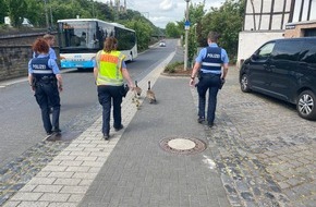 Polizeidirektion Mayen: POL-PDMY: Verkehrsbehinderung durch Gänsefamilie