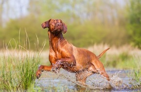 Bundesverband für Tiergesundheit e.V.: Leptospirose beim Hund: Die Krankheit, die aus der Pfütze kommt