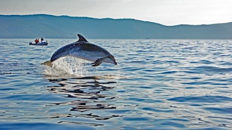 GRD Gesellschaft zur Rettung der Delphine e.V.: Sichten statt st&ouml;ren: So k&ouml;nnen Urlaubsg&auml;ste zum Schutz der Adria-Delfine beitragen