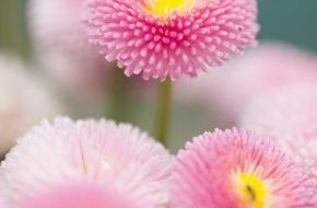 Blumenbüro: Topfpflanzen in Rosatönen sind eine Bereicherung für das Osterfest / Liebliches Flair zu Ostern mit dem zarten Maßliebchen