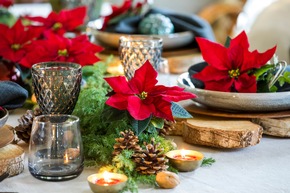 Ein vielseitiger Tischgenosse: Festliche Tischdekorationen mit dem Weihnachtsstern