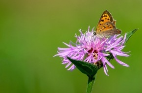 St.Gallisch-Appenzellische Kraftwerke AG: Energieplattform AG Medienmitteilung: Naturstromfonds Ostschweiz – ein regionaler Fonds fördert die Biodiversität