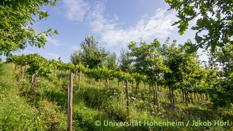 Universität Hohenheim: Agroforst im Weinbau: Bäume stärken Reben – bei gleicher Weinqualität