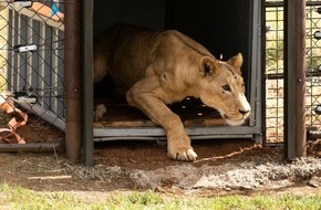 VIER PFOTEN - Stiftung für Tierschutz: Le sauvetage au sein d’une zone de conflit au Soudan: des lions trouvent un nouveau foyer en Afrique du Sud