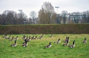 Landesgartenschau Neuss 2026: Expertenrat beschlie&szlig;t abgestimmte Sofortma&szlig;nahmen: Landesgartenschau Neuss 2026 setzt auf strukturiertes Wildtiermanagement
