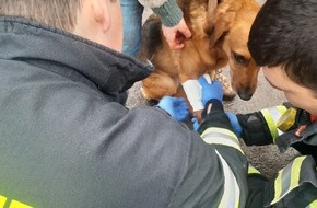 Feuerwehr Dinslaken: FW Dinslaken: Feuerwehr versorgt verletzten Hund