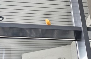 Polizeipräsidium Karlsruhe: POL-KA: (KA) Karlsruhe - Kanarienvogel "Boncuk" verirrt sich in Parkhaus