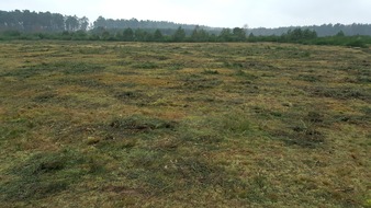 Deutsche Bundesstiftung Umwelt (DBU): DBU Naturerbe erhält die Heidelandschaft im Kaarzer Holz