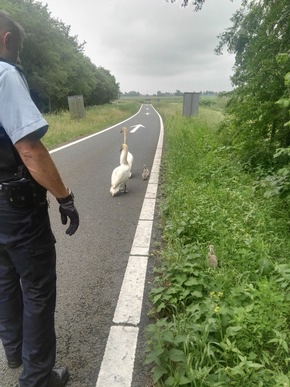 BPOL-BadBentheim: Tierischer Einsatz auf der Autobahn / Bundespolizei rettet Schwanenfamilie