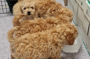 Hauptzollamt Rosenheim: HZA-RO: Vier Hundewelpen bei Zollkontrolle entdeckt / teils eingeklemmt im Kofferraum