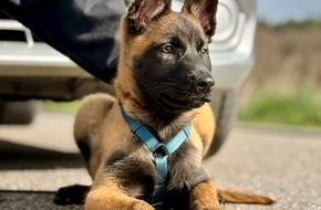 Kreispolizeibeh&ouml;rde Euskirchen: POL-EU: Nachwuchs auf vier Pfoten: "Mellon" hat ihren Dienst begonnen