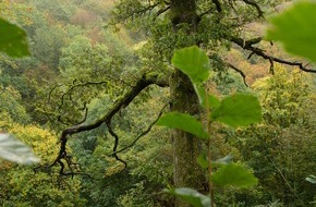 Bergwaldprojekt e.V.: Fast 20 Freiwillige mit dem Bergwaldprojekt e.V. im Einsatz für einen stabilen Gemeindewald in Morbach