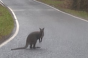 Polizeiinspektion Nordsaarland: POL-Nordsaarland: Känguru gesichtet