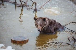 VIER PFOTEN - Stiftung für Tierschutz: Bärin Jambolina erkundet zum ersten Mal die Natur in der Aroser Bergwelt