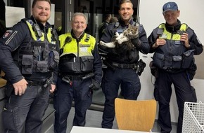 Bundespolizeiinspektion Hamburg: BPOL-HH: Katze im Hamburger Hauptbahnhof ganz alleine unterwegs - Bundespolizei übergibt Katze an Tierheim