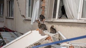 VIER PFOTEN - Stiftung für Tierschutz: Course contre la montre pour secourir les animaux touchés par les graves tremblements de terre