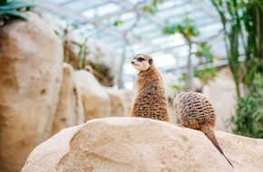 Bundesgartenschau Erfurt 2021 gGmbH: Bundesgartenschau Erfurt mit neuen Angeboten: Wüsten- und Urwaldhaus, Peterskirche und Ausstellungen ab 3. Juni geöffnet