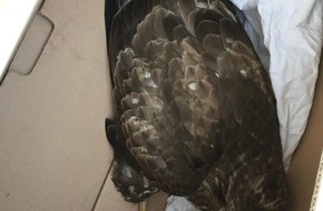 Polizeipräsidium Osthessen: POL-OH: Greifvogel prallt gegen Pkw - Bussard konnte durch die Polizei gerettet werden - Mauer beschädigt: Unfallflucht