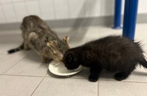 Bundespolizeiinspektion Kaiserslautern: BPOL-KL: Ausgesetzte Katzenbabys gerettet