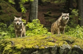 LID Pressecorner: Auch UREK-N anerkennt dringenden Handlungsbedarf beim Wolf