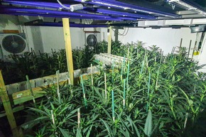 POL-RE: Herten: Marihuanaplantage im Keller entdeckt - Hertener in U-Haft