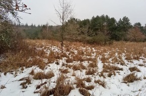 Deutsche Bundesstiftung Umwelt (DBU): DBU Naturerbe: Ungewohntes Bild entlang der Landstraße in Prora