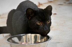 IFAW - International Fund for Animal Welfare: Aus dem Ukraine-Krieg gerettetes Leopardenjunges wohlauf