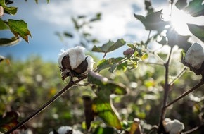 Aid by Trade Foundation: Presseinformaton | Hugo Boss schließt Kooperation mit Cotton made in Africa