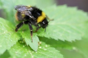 Bund für Umwelt und Naturschutz Deutschland e.V. (BUND): ++ Ökotipp | Eine Wohlfühloase für Hummeln ++