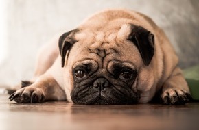 Bundesverband für Tiergesundheit e.V.: Qualzuchten: Das Leid der niedlichen Hunde