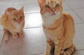 Deutscher Tierschutzbund e.V.: PM - Tierheimtiere des Monats - Kater Max und Moritz aus dem Tierheim Grolsheim