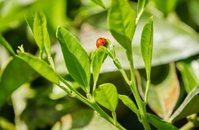 EDEKA ZENTRALE Stiftung & Co. KG: Projektarbeit zu Wasser- und Biodiversit&auml;tsrisiken: EDEKA-Verbund &uuml;bernimmt Vorreiterrolle bei S&uuml;&szlig;wasserschutz- und Biodiversit&auml;tsprojekten im Handel