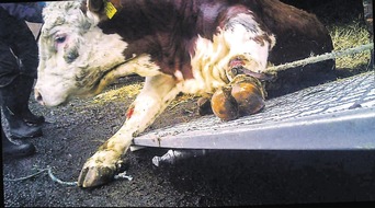SOKO Tierschutz e.V.: Kranke Tiere mißhandelt und geschlachtet, Haftstrafen im Schlachthof Skandal von Stade