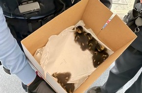 Polizeipr&auml;sidium Nordhessen: POL-KS: Tierischer Einsatz auf der Autobahn: Polizisten retten Entenk&uuml;ken