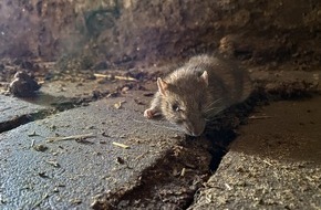 Industrieverband Agrar e.V. (IVA): Ratten und Mäuse: So schützen Sie sich vor Befall