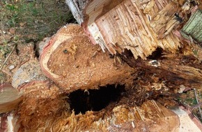 Kreisfeuerwehr Oldenburg: FW-OLL: Baum drohte auf Gebäude zu stürzen