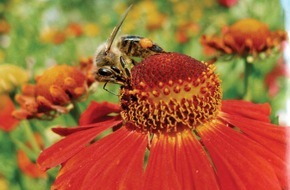 Deutscher Imkerbund e. V.: Bienen können die Natur nur erhalten, wenn wir den Bienen helfen!