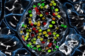 Helmholtz Munich: Rising Focus on 'Inceptor' as a Type 2 Diabetes Therapeutic Target