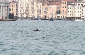 OceanCare: New Scientific Publication: Scientists Call for the Protection of the Solitary Dolphin &ldquo;Mimmo&rdquo;