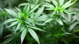 Sanity Group GmbH: Vermittlungsausschuss abgewendet: Cannabislegalisierung kommt zum 1. April