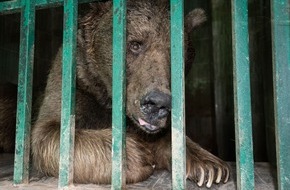 VIER PFOTEN - Stiftung für Tierschutz: Nach qualvollem Tod von zwei Löwen:  VIER PFOTEN unterstützt Rettung von über 30 Zootieren in Pakistan