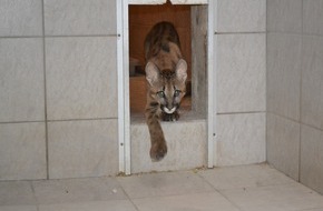 VIER PFOTEN - Stiftung für Tierschutz: Découverte inquiétante en Allemagne : un bébé puma détenu dans un appartement / QUATRE PATTES prend en charge les victimes du commerce des chats sauvages en Europe