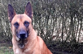 Polizei Düsseldorf: POL-D: Oberkassel - Erfolgreiche Fahndung nach Pkw-Dieb - Polizeihund "Rudi" spürt Täter auf - Festnahme