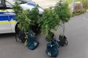 Bundespolizeidirektion Sankt Augustin: BPOL NRW: Bundespolizei hebt Cannabisplantage an Bahndamm aus