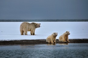 ZDF: "planet e.: Eisbären auf der Flucht" /  ZDF-Dokumentation über die Auswirkungen des globalen Klimawandels (FOTO)