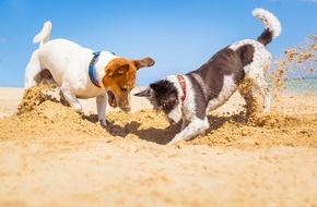 Bundesverband für Tiergesundheit e.V.: Gut vorbereitet mit dem Hund in den Urlaub: schon jetzt für die Reise planen