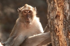Zürcher Tierschutz: Zürcher Tierschutz kritisiert Fehlurteil zu Primatenversuchen