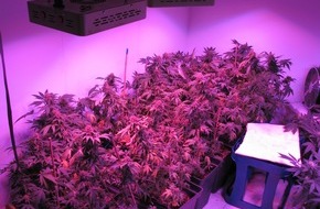 Polizeipräsidium Nordhessen - Kassel: POL-KS: Kassel - Nord:
60 Cannabispflanzen als Zufallsfund bei Durchsuchung in Wohnung sichergestellt: