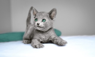 Mars Schweiz AG: Das neue Sheba Kitten: Mit Liebe hergestellt