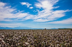 The European Cotton Alliance (ECA): Die EUCOTTON-Initiative: 100 % europäische, nachhaltige Baumwollprodukte